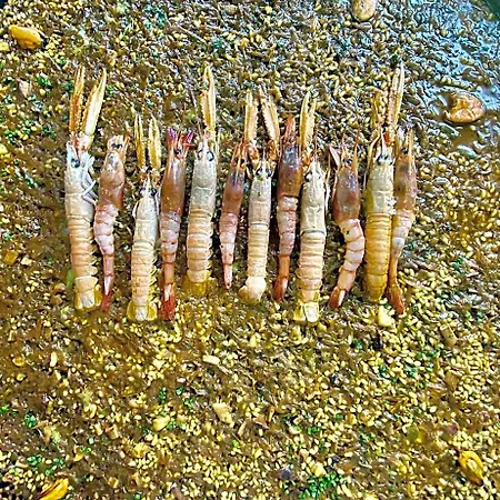 Vijanera